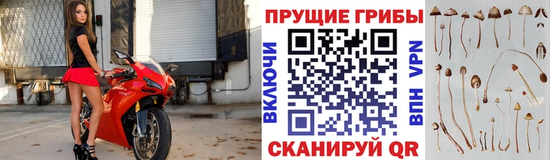 MEGA маркетплейс  как найти наркотики  Семилуки  Псилоцибиновые грибы прущие грибы 